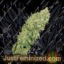 Caramella Auto by Homegrown Fantaseeds Cannabis Seeds For Sale at Just Feminized