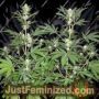 CH.1 Auto by Homegrown Fantaseeds Cannabis Seeds For Sale at Just Feminized