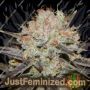 Chocolate Haze by Anesia Seeds Cannabis Seeds For Sale at Just Feminized