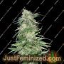 K2 by Homegrown Fantaseeds Cannabis Seeds For Sale at Just Feminized
