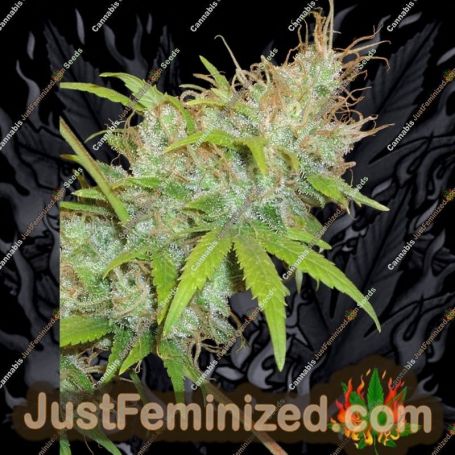 Orange Delight by Homegrown Fantaseeds Cannabis Seeds For Sale at Just Feminized