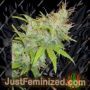 Orange Delight by Homegrown Fantaseeds Cannabis Seeds For Sale at Just Feminized