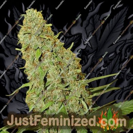 Original Misty by Homegrown Fantaseeds Cannabis Seeds For Sale at Just Feminized