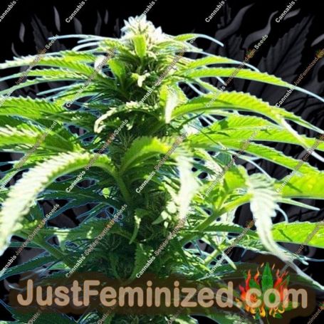 Outdoor Mix by Homegrown Fantaseeds Cannabis Seeds For Sale at Just Feminized