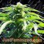 Outdoor Mix by Homegrown Fantaseeds Cannabis Seeds For Sale at Just Feminized