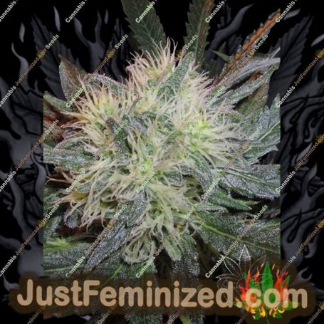 White Widow by Homegrown Fantaseeds Cannabis Seeds For Sale at Just Feminized