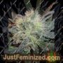 White Widow by Homegrown Fantaseeds Cannabis Seeds For Sale at Just Feminized