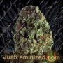 Budzilla by Heavyweight Seeds Cannabis Seeds For Sale at Just Feminized