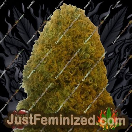Champion by Heavyweight Seeds Cannabis Seeds For Sale at Just Feminized