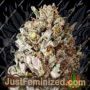 Diesel Drift by Heavyweight Seeds Cannabis Seeds For Sale at Just Feminized