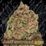 Dream Machine by Heavyweight Seeds Cannabis Seeds For Sale at Just Feminized