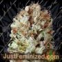 Extreme Impact Auto by Heavyweight Seeds Cannabis Seeds For Sale at Just Feminized