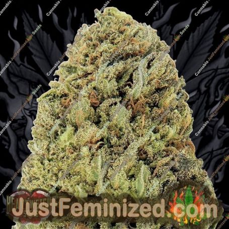 Fast & Vast Auto by Heavyweight Seeds Cannabis Seeds For Sale at Just Feminized