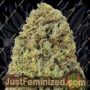 Fast & Vast Auto by Heavyweight Seeds Cannabis Seeds For Sale at Just Feminized