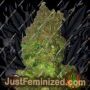 Fruit Punch by Heavyweight Seeds Cannabis Seeds For Sale at Just Feminized