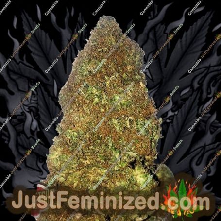 Jackpot Auto by Heavyweight Seeds Cannabis Seeds For Sale at Just Feminized