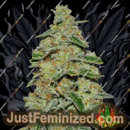 Lemon Cake by Heavyweight Seeds Cannabis Seeds For Sale at Just Feminized
