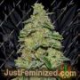 Lemon Cake by Heavyweight Seeds Cannabis Seeds For Sale at Just Feminized