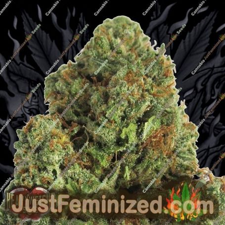 Midnight Mass by Heavyweight Seeds Cannabis Seeds For Sale at Just Feminized