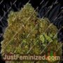 Money Bush by Heavyweight Seeds Cannabis Seeds For Sale at Just Feminized
