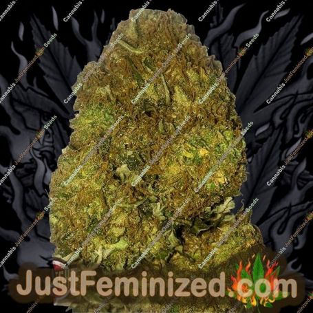Skunky Monkey Auto by Heavyweight Seeds Cannabis Seeds For Sale at Just Feminized