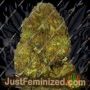 Skunky Monkey Auto by Heavyweight Seeds Cannabis Seeds For Sale at Just Feminized