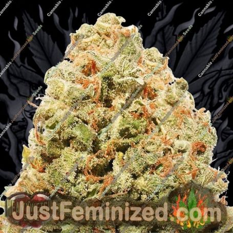 Strawberry Cake by Heavyweight Seeds Cannabis Seeds For Sale at Just Feminized