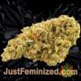 Strawberry Cake by Heavyweight Seeds Buds Weed Ganja Skunk Pot Reefer Dope Herb Pics Images