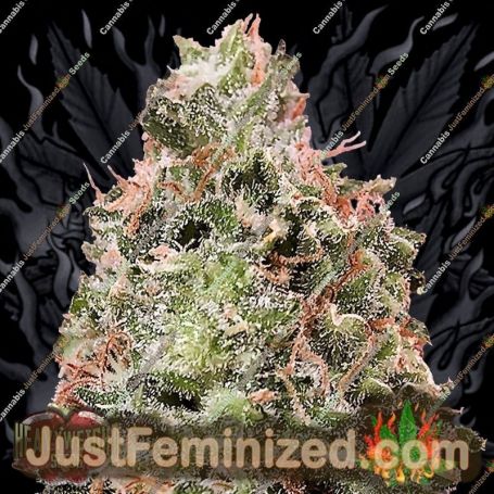 Waist Deep Auto by Heavyweight Seeds Cannabis Seeds For Sale at Just Feminized