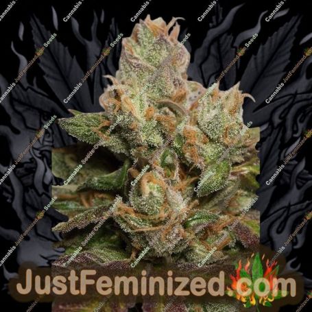 707 Truthband by Humboldt Seed Org Cannabis Seeds For Sale at Just Feminized