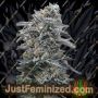 Black DOG by Humboldt Seed Org Cannabis Seeds For Sale at Just Feminized