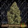 Blue Dream by Humboldt Seed Org Cannabis Seeds For Sale at Just Feminized
