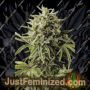 Bubba Kush Auto by Humboldt Seed Org Cannabis Seeds For Sale at Just Feminized