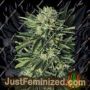 Dr Greenthumbs EM-Dog by Humboldt Seed Org Cannabis Seeds For Sale at Just Feminized