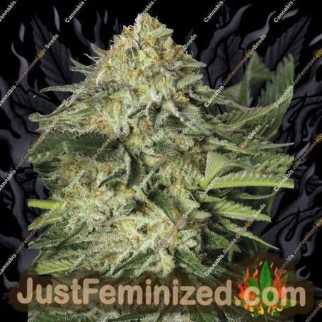 Lemon Garlic OG by Humboldt Seed Org Cannabis Seeds For Sale at Just Feminized