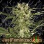 Lemon Juice Express Auto by Humboldt Seed Org Cannabis Seeds For Sale at Just Feminized