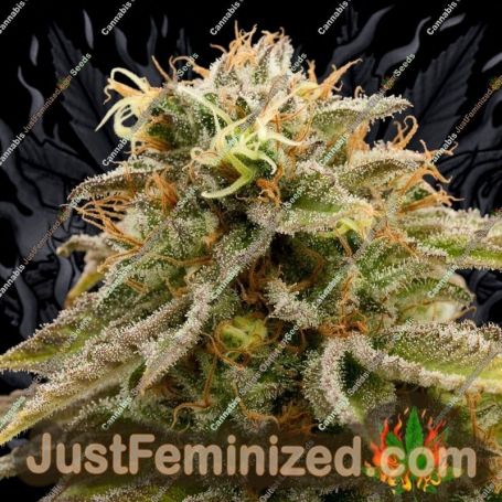 Lemon Thai Kush by Humboldt Seed Org Cannabis Seeds For Sale at Just Feminized
