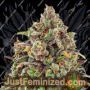 Haze Queen by Anesia Seeds Cannabis Seeds For Sale at Just Feminized