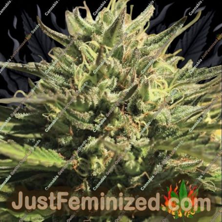 OG Kush by Humboldt Seed Co Cannabis Seeds For Sale at Just Feminized