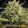 OG Kush by Humboldt Seed Co Cannabis Seeds For Sale at Just Feminized