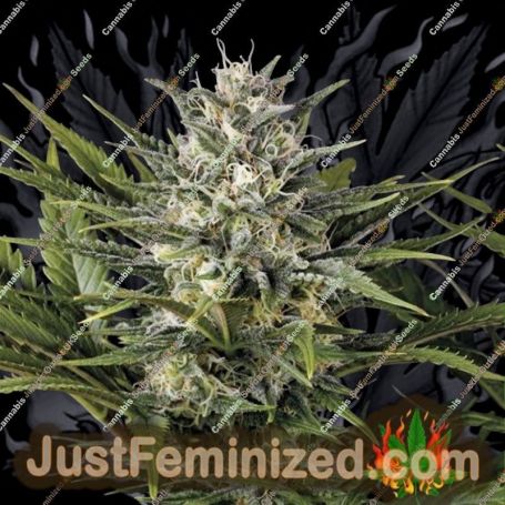 Pineapple Skunk by Humboldt Seed Org Cannabis Seeds For Sale at Just Feminized