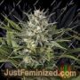 Pineapple Skunk by Humboldt Seed Org Cannabis Seeds For Sale at Just Feminized