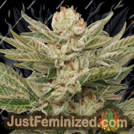 Sapphire Scout by Humboldt Seed Org Cannabis Seeds For Sale at Just Feminized