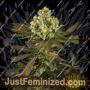 Sour Blueberry by Humboldt Seed Org Cannabis Seeds For Sale at Just Feminized