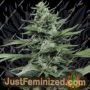 Sour Diesel No.2 by Humboldt Seed Org Cannabis Seeds For Sale at Just Feminized