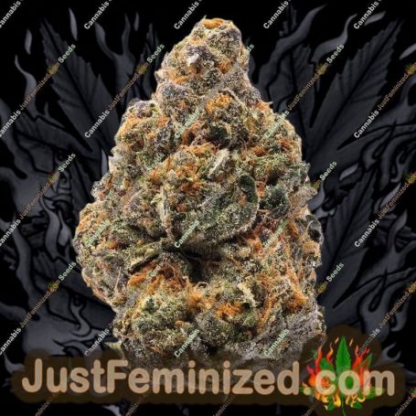 The New by Humboldt Seed Org Cannabis Seeds For Sale at Just Feminized