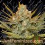 Three Blue Kings by Humboldt Seed Org Cannabis Seeds For Sale at Just Feminized