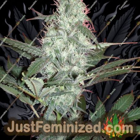 Gods Gouda by Jordan of the Islands Cannabis Seeds For Sale at Just Feminized