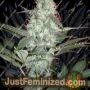 Gods Gouda by Jordan of the Islands Cannabis Seeds For Sale at Just Feminized