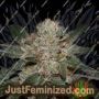 Gods OG Kush by Jordan of the Islands Cannabis Seeds For Sale at Just Feminized